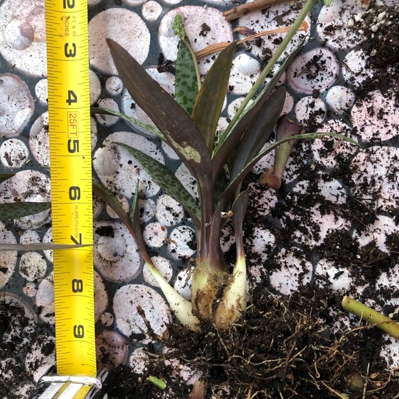 Succulents - Picture 6 of 8